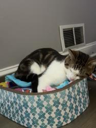 Reunited Male Cat last seen Near Daniel st, Dover NJ 07801, Dover, NJ 07801