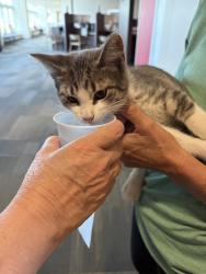Found/Stray Unknown Cat last seen UW Health East hosp, Madison, WI 53718