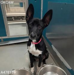 Shelter Stray Female Dog last seen Near BLOCK SE 25TH ST, OKLAHOMA CITY OK 73129, 2811 SE 29th St, Oklahoma City, OK 73129, USA