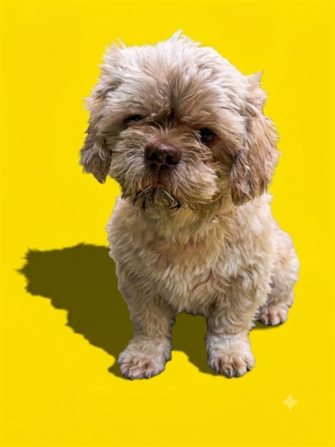 Shelter Stray Male Dog last seen Near BLOCK SYRINGA LN, 2020 Forest St, Jacksonville, FL 32204, USA