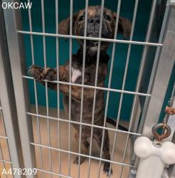 Shelter Stray Female Dog last seen SW 44TH AND SHIELDS BY ON CUE IN THE ROAD, 2811 SE 29th St, Oklahoma City, OK 73129, USA