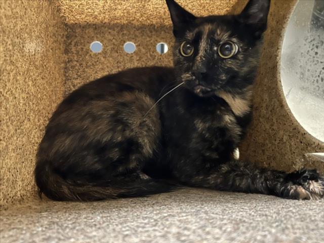Shelter Stray Female Cat last seen CAROL LN, 1601 Eubanks Rd, Chapel Hill, NC 27516, USA