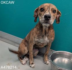 Shelter Stray Female Dog last seen Near BLOCK NE 19TH ST, OKLAHOMA CITY OK 73111, 2811 SE 29th St, Oklahoma City, OK 73129, USA