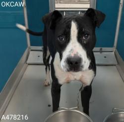 Shelter Stray Male Dog last seen Near BLOCK NE 27TH PL, OKLAHOMA CITY OK 73111, 2811 SE 29th St, Oklahoma City, OK 73129, USA