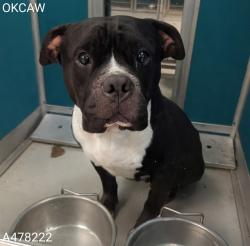 Shelter Stray Male Dog last seen Near BLOCK N ROCKWELL AVE, OKLAHOMA CITY OK 73127, 2811 SE 29th St, Oklahoma City, OK 73129, USA