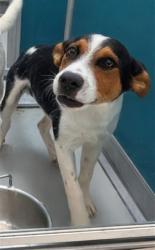 Shelter Stray Male Dog last seen Near BLOCK OUT WEST TRAIL, 2811 SE 29th St, Oklahoma City, OK 73129, USA