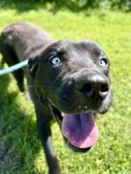 Shelter Stray Male Dog last seen Near BLOCK NEWBURG RD, 3528 Newburg Rd, Louisville, KY 40218, USA