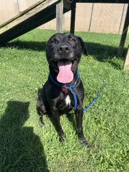 Shelter Stray Male Dog last seen Near BLOCK DIXIE HIGHWAY, 3528 Newburg Rd, Louisville, KY 40218, USA