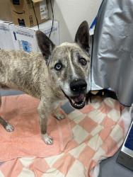Shelter Stray Male Dog last seen Near BLOCK SHELBYVILLE RD, 3528 Newburg Rd, Louisville, KY 40218, USA