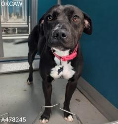 Shelter Stray Female Dog last seen Near BLOCK N BLACKWELDER AVE, OKLAHOMA CITY OK 73120, 2811 SE 29th St, Oklahoma City, OK 73129, USA