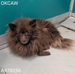 Shelter Stray Unknown Dog last seen Near BLOCK SW 23RD ST, 2811 SE 29th St, Oklahoma City, OK 73129, USA