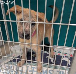 Shelter Stray Unknown Dog last seen Near BLOCK SW 22ND ST, 2811 SE 29th St, Oklahoma City, OK 73129, USA