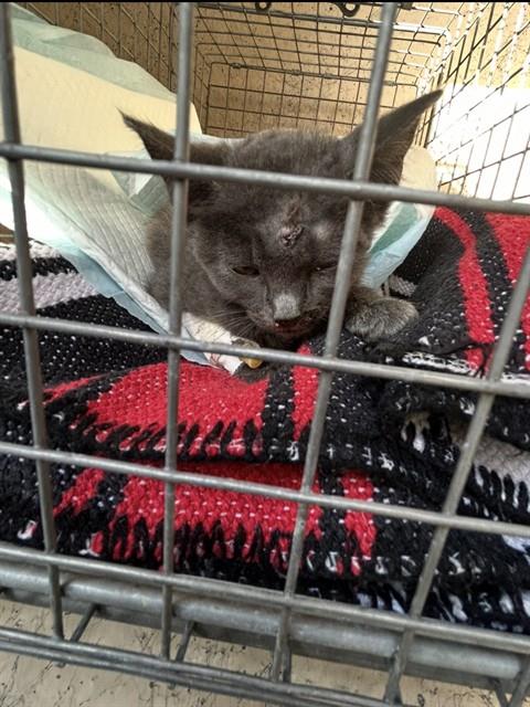 Shelter Stray Female Cat last seen FREEMAN AVE, 3528 Newburg Rd, Louisville, KY 40218, USA