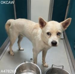 Shelter Stray Male Dog last seen Near BLOCK OF SE 1OTH ST, 2811 SE 29th St, Oklahoma City, OK 73129, USA