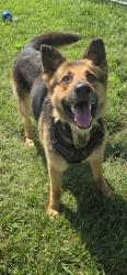 Shelter Stray Male Dog last seen Near BLOCK AMY AVE, 3528 Newburg Rd, Louisville, KY 40218, USA