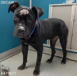Shelter Stray Male Dog last seen , 2811 SE 29th St, Oklahoma City, OK 73129, USA