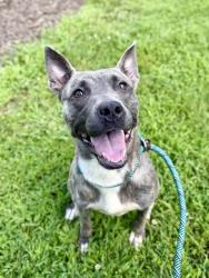 Shelter Stray Female Dog last seen Near BLOCK HAWSION AVE, 3528 Newburg Rd, Louisville, KY 40218, USA