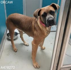 Shelter Stray Female Dog last seen , 2811 SE 29th St, Oklahoma City, OK 73129, USA