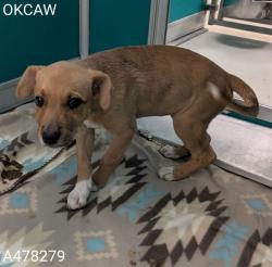 Shelter Stray Female Dog last seen DOG WAS FOUND IN UHAUL PARKING LOT, 2811 SE 29th St, Oklahoma City, OK 73129, USA