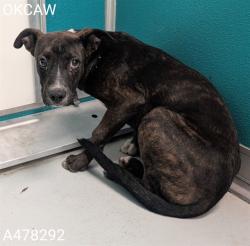 Shelter Stray Female Dog last seen Near BLOCK N MILLER AVE, 2811 SE 29th St, Oklahoma City, OK 73129, USA