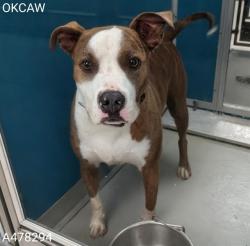 Shelter Stray Male Dog last seen Near BLOCK N ROCKWELL AVE, 2811 SE 29th St, Oklahoma City, OK 73129, USA