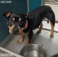 Shelter Stray Female Dog last seen ROUTE 66 SKATE PARK, 2811 SE 29th St, Oklahoma City, OK 73129, USA