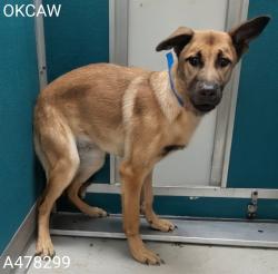 Shelter Stray Male Dog last seen , 2811 SE 29th St, Oklahoma City, OK 73129, USA