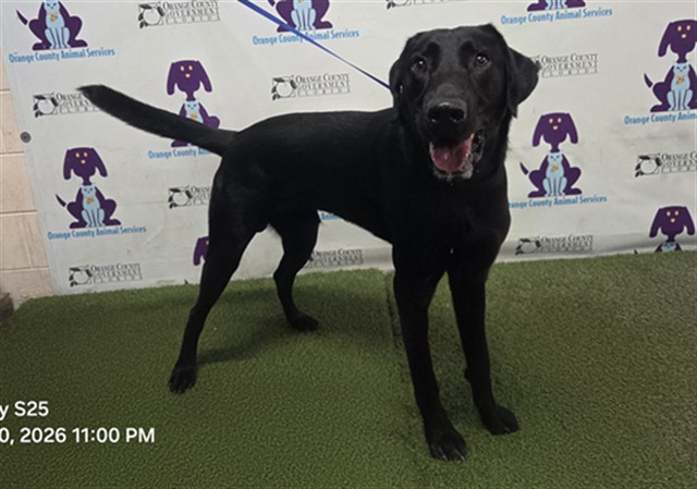 Shelter Stray Male Dog last seen , 2769 Conroy Rd, Orlando, FL 32839, USA