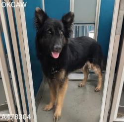 Shelter Stray Male Dog last seen Near BLOCK NEIGHBORS LN DEL CITY, 2811 SE 29th St, Oklahoma City, OK 73129, USA