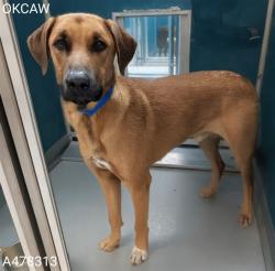 Shelter Stray Male Dog last seen ABONDED AT 2811 SE 29TH ST, 2811 SE 29th St, Oklahoma City, OK 73129, USA