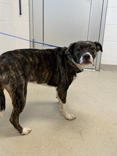 Shelter Stray Female Dog last seen MEBANE OC, 221 Stone Quarry Rd, Burlington, NC 27217, USA