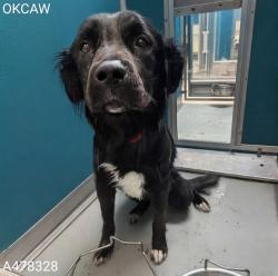 Shelter Stray Male Dog last seen Near BLOCK NW 39TH EXPRESSWAY ABANDONED, 2811 SE 29th St, Oklahoma City, OK 73129, USA