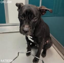 Shelter Stray Male Dog last seen Near BLOCK KENSINGTON CT, OKLAHOMA CITY OK 73132, 2811 SE 29th St, Oklahoma City, OK 73129, USA