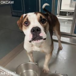 Shelter Stray Male Dog last seen Near BLOCK S STONEWALL AVE, OKLAHOMA CITY OK 73129, 2811 SE 29th St, Oklahoma City, OK 73129, USA