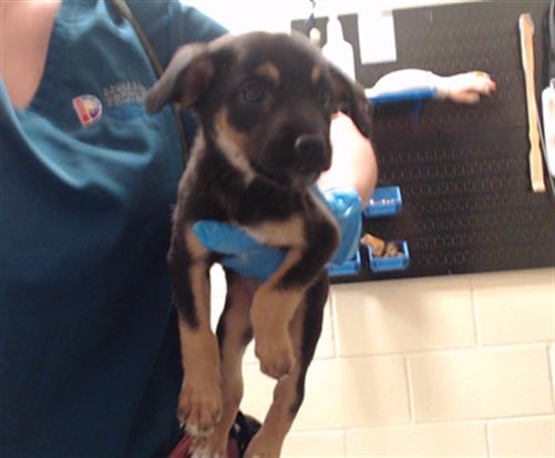 Shelter Stray Female Dog last seen Near BLOCK W BAYAUD AVE, DENVER CO 80223, 1241 W Bayaud Ave, Denver, CO 80223, USA