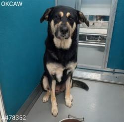 Shelter Stray Male Dog last seen Near BLOCK NW 56TH PL, OKLAHOMA CITY OK 73112, 2811 SE 29th St, Oklahoma City, OK 73129, USA