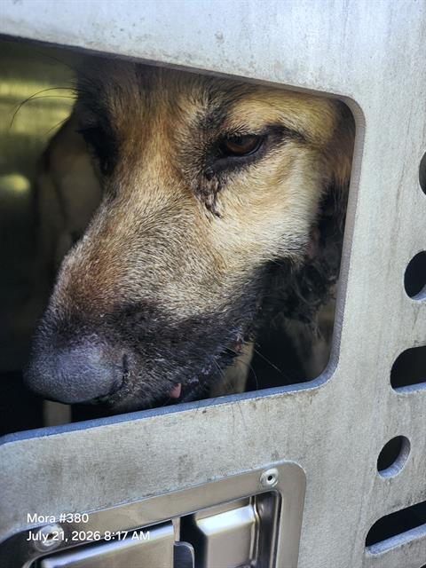 Shelter Stray Male Dog last seen S SAN HORACIO AVE, 4710 TX-151, San Antonio, TX 78227, USA