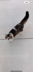Found/Stray Unknown Cat last seen Dawn way and Vintage street, Lancaster, CA 93534