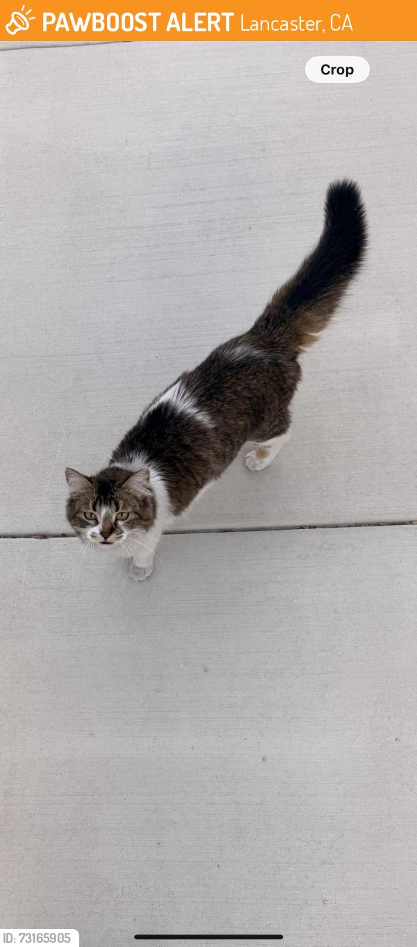 Found/Stray Unknown Cat last seen Dawn way and Vintage street, Lancaster, CA 93534