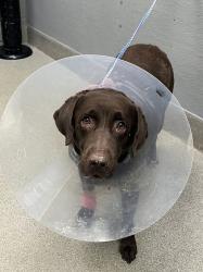 Shelter Stray Female Dog last seen Near BLOCK W TROPICANA AVE, LAS VEGAS NV 89147, 655 N Mojave Rd, Las Vegas, NV 89101, USA