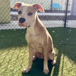 Shelter Stray Female Dog last seen CR 40 ASTOR, 12280 County Rd 448, Tavares, FL 32778, USA
