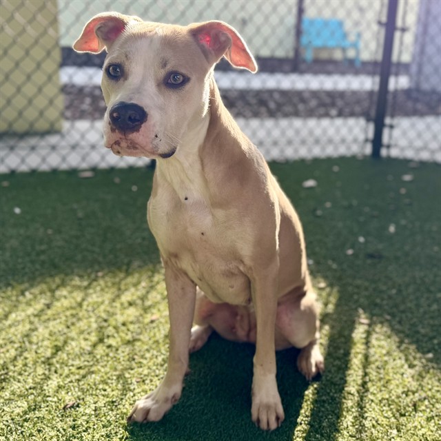 Shelter Stray Female Dog last seen CR 40 ASTOR, 12280 County Rd 448, Tavares, FL 32778, USA