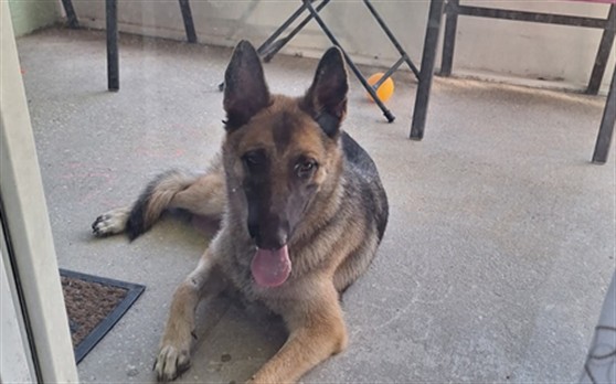 Shelter Stray Unknown Dog last seen GENTLE BREEZE DR/SHORE BREEZE WAY MINNEOLA 34715, 12280 County Rd 448, Tavares, FL 32778, USA