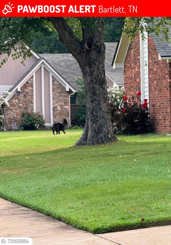 Lost Male Dog last seen Evening light and Sky Drive Bartlett, Bartlett, TN 38135