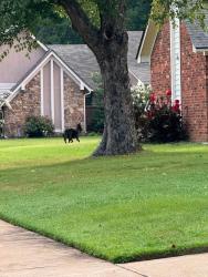 Lost Male Dog last seen Evening light and Sky Drive Bartlett, Bartlett, TN 38135