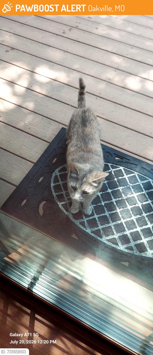Found/Stray Unknown Cat last seen Piney Pointe and Becker Road, Oakville, MO 63129