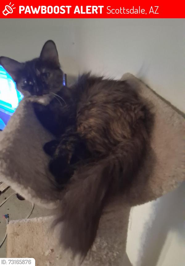 Lost Female Cat last seen Roosevelt and 86th in south Scottsdale, Scottsdale, AZ 85260
