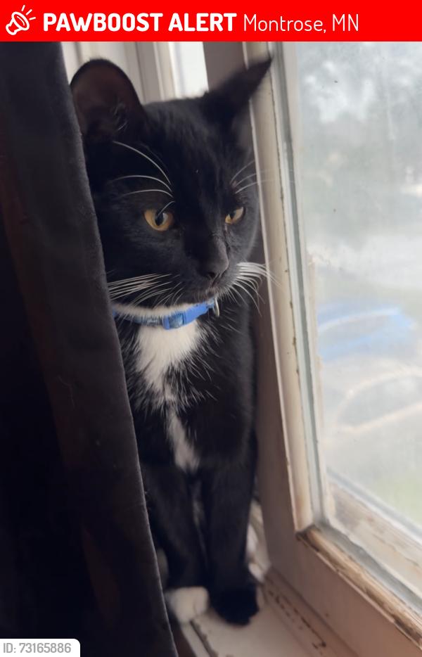 Lost Male Cat last seen Mindy and Emerson in Montrose, MN, Montrose, MN 55363