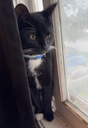 Lost Male Cat last seen Mindy and Emerson in Montrose, MN, Montrose, MN 55363