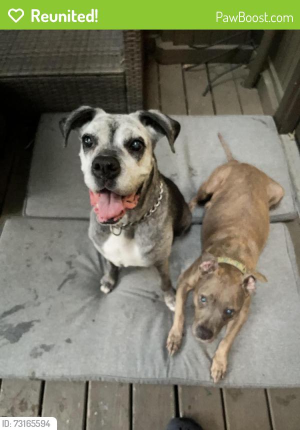 Reunited Unknown Dog last seen Brair Patch Drive, Midlothian, VA 23113